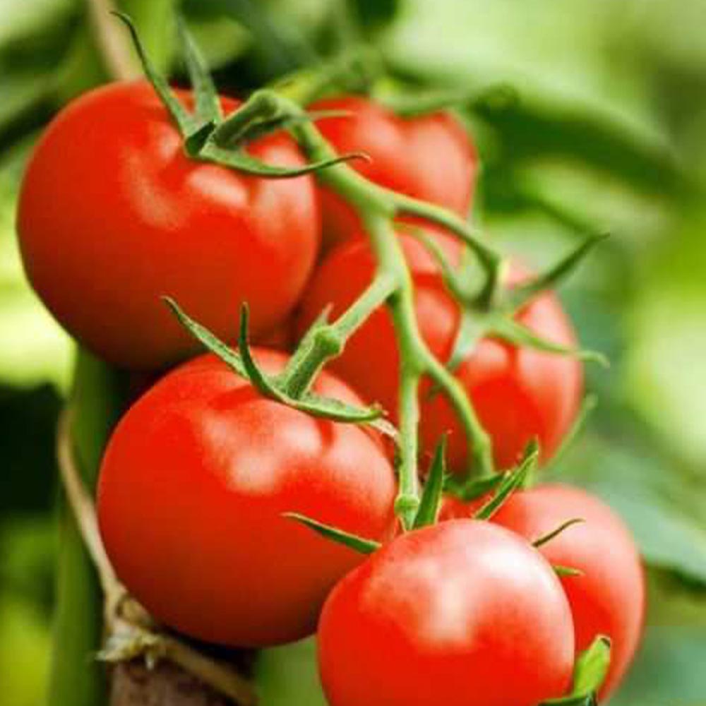 フルーツトマト(中玉)の苗2個~【9cmポット自根苗】