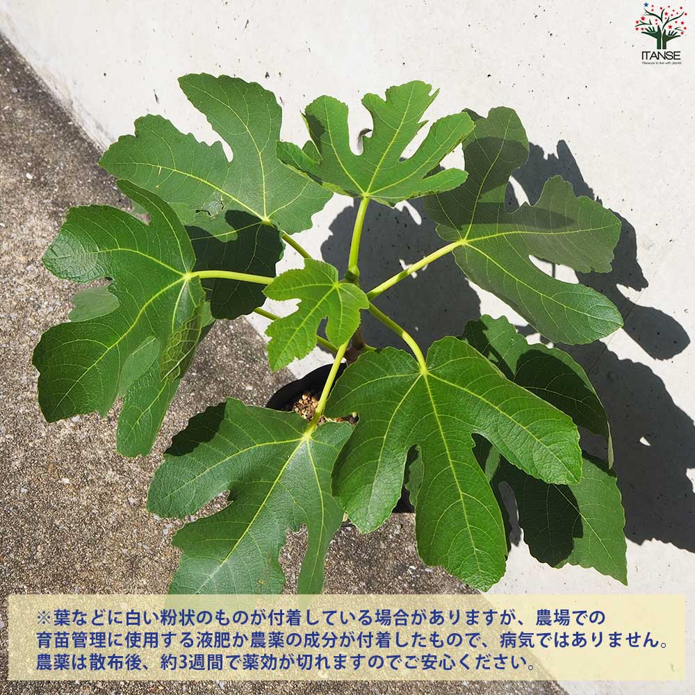 イチジク ゼブラスイート 【果樹の苗木 4号ポット／1個売り】｜ 【植物