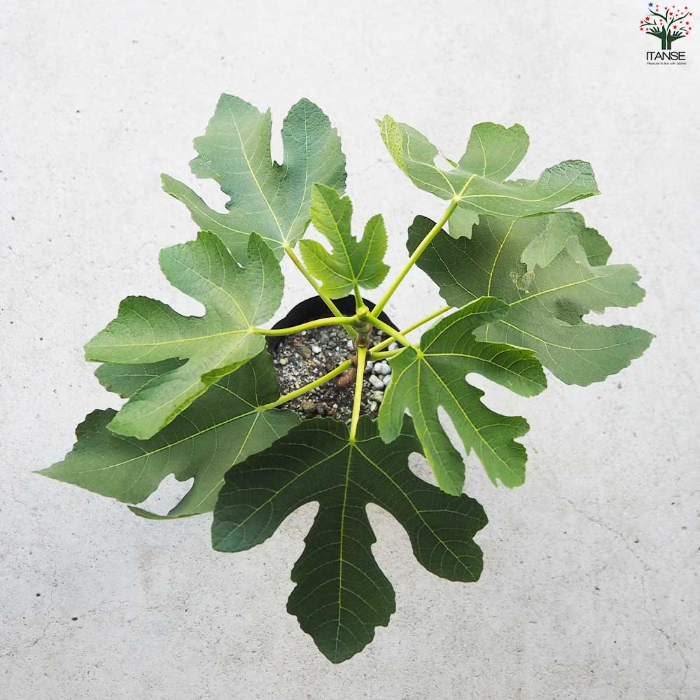 イチジク ゼブラスイート 【果樹の苗木 4号ポット／1個売り】｜ 【植物