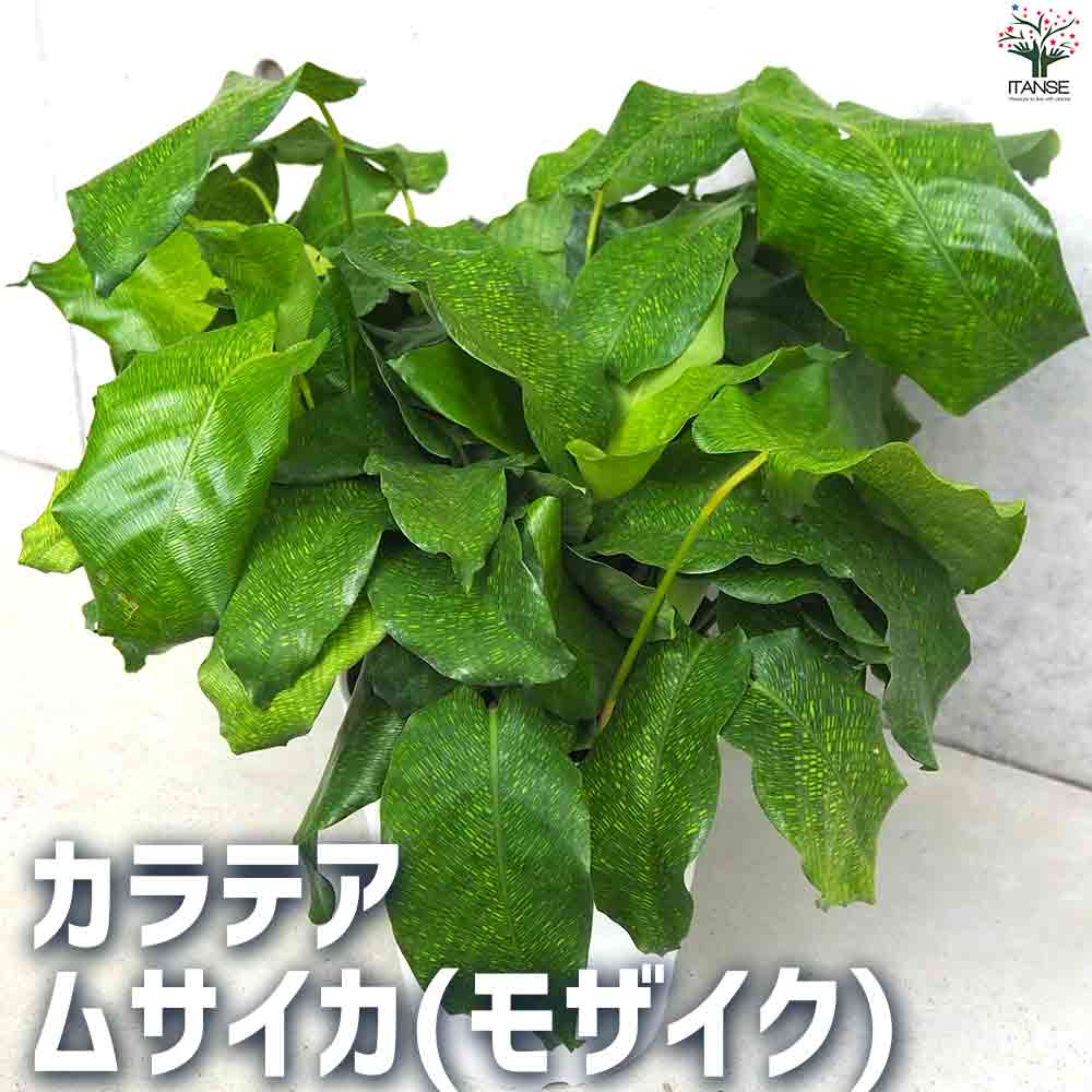 観葉植物 カラテア ムサイカ(モザイク) 【観葉植物 5号鉢】