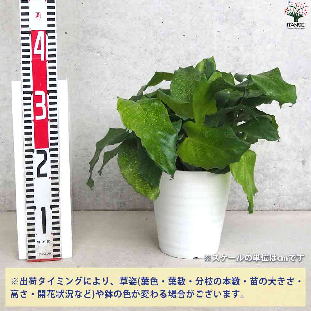 観葉植物 カラテア ムサイカ(モザイク) 【観葉植物 5号鉢】
