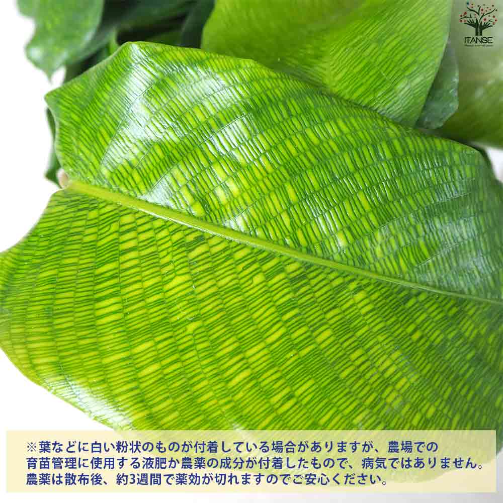 観葉植物 カラテア ムサイカ(モザイク) 【観葉植物 5号鉢】