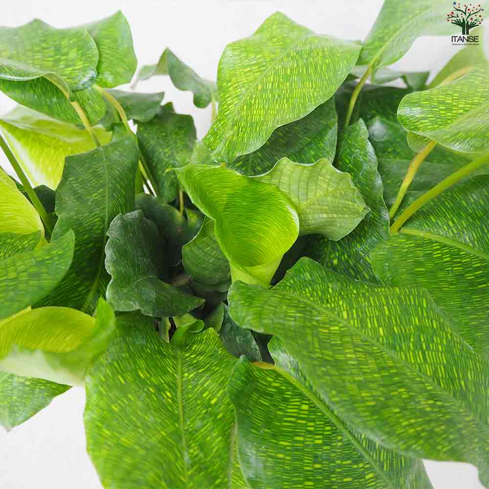 観葉植物 カラテア ムサイカ(モザイク) 【観葉植物 5号鉢】