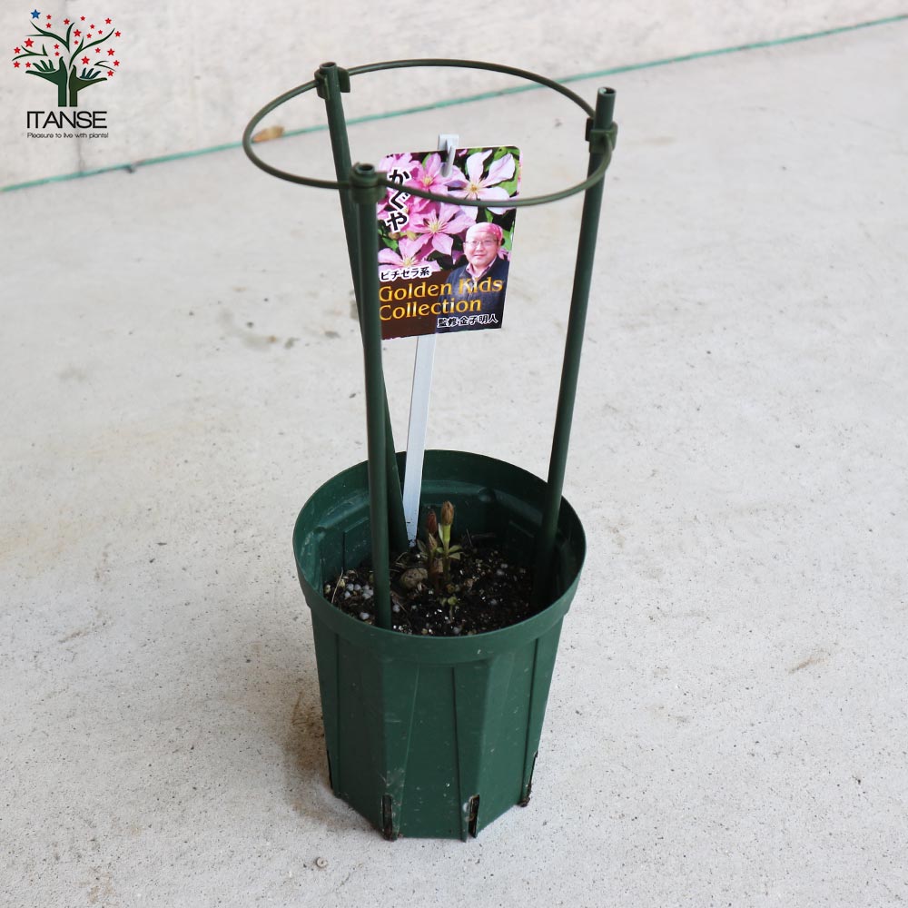 クレマチス・かぐや(ビチセラ系) 【花苗 4号ポット苗】｜ 【植物の