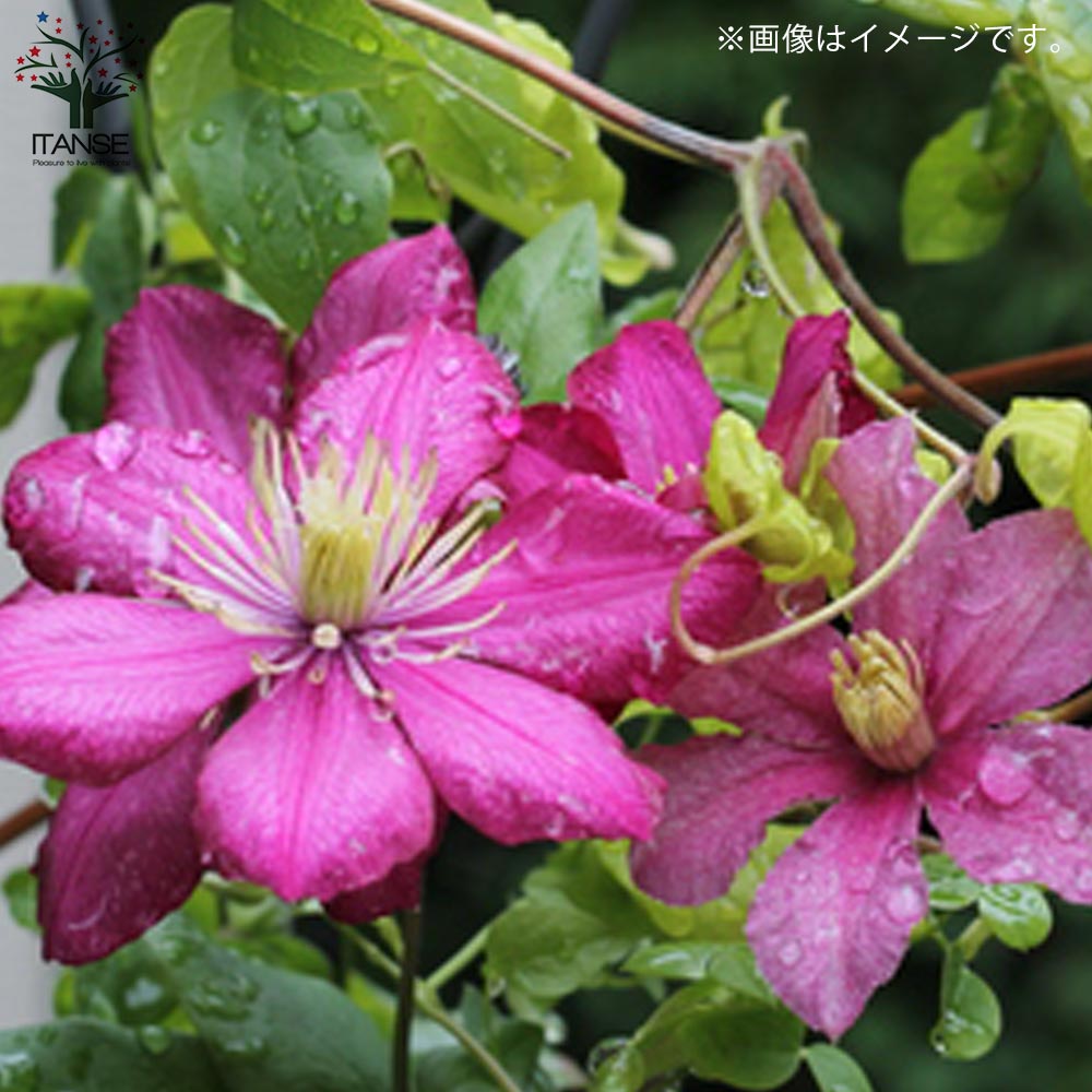 クレマチス・かぐや(ビチセラ系) 【花苗 4号ポット苗】｜ 【植物の
