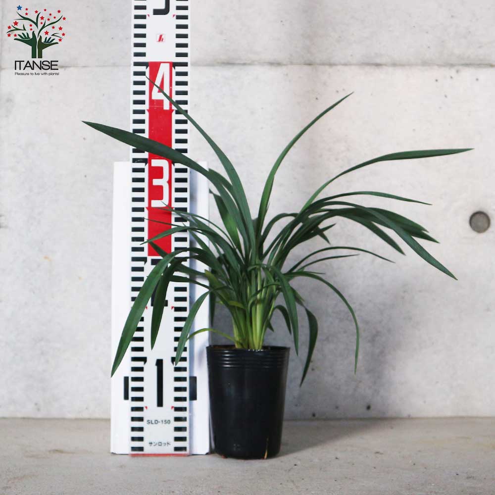 ディアネラ(キキョウラン) ブルーストリーム 多年草カラーリーフ・オーナメンタルプランツ苗【花苗 3.5号ポット】