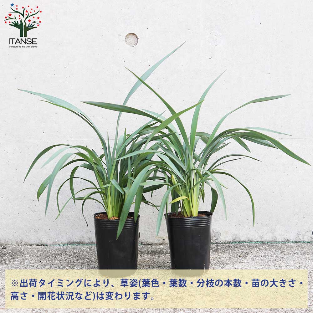 ディアネラ(キキョウラン) ブルーストリーム 多年草カラーリーフ