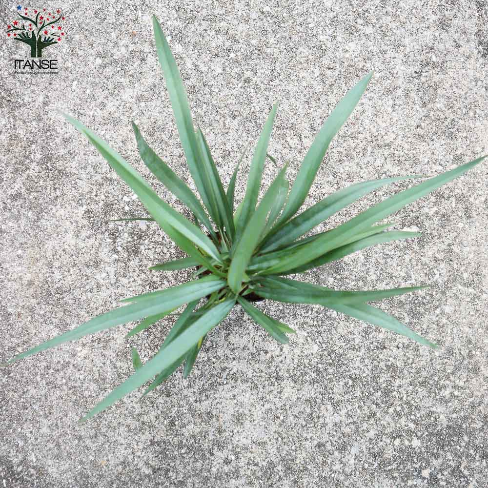 ディアネラ(キキョウラン) ブルーストリーム 多年草カラーリーフ・オーナメンタルプランツ苗【花苗 3.5号ポット】