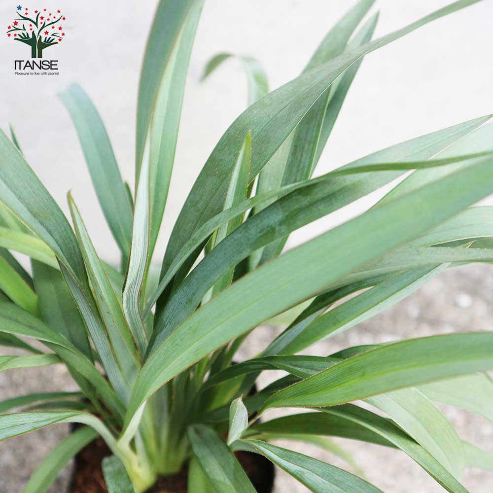 ディアネラ(キキョウラン) ブルーストリーム 多年草カラーリーフ・オーナメンタルプランツ苗【花苗 3.5号ポット】