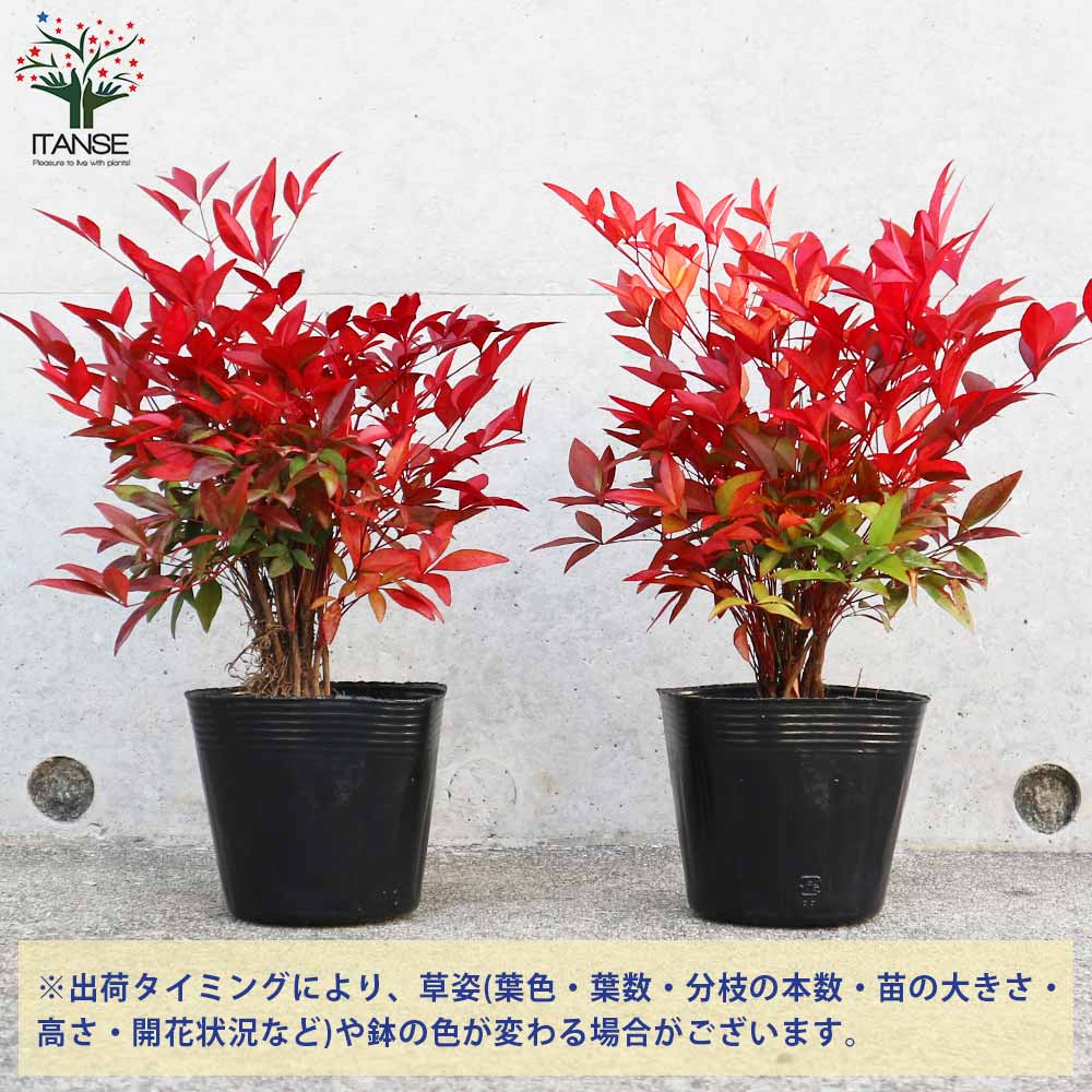 南天(ナンテン) 【庭木 3.5号ポットLサイズ】｜ 【植物のITANSE