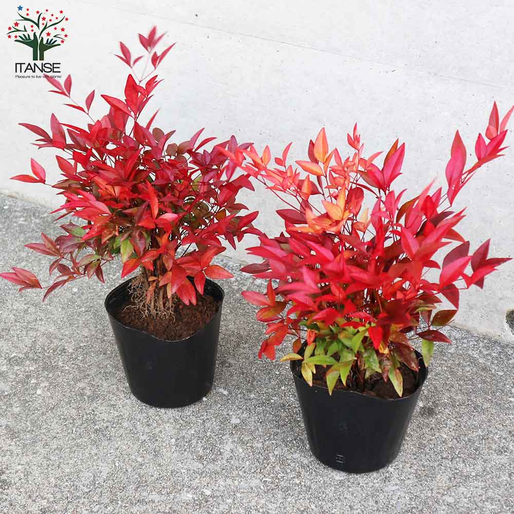 南天(ナンテン) 【庭木 3.5号ポットLサイズ】｜ 【植物のITANSE