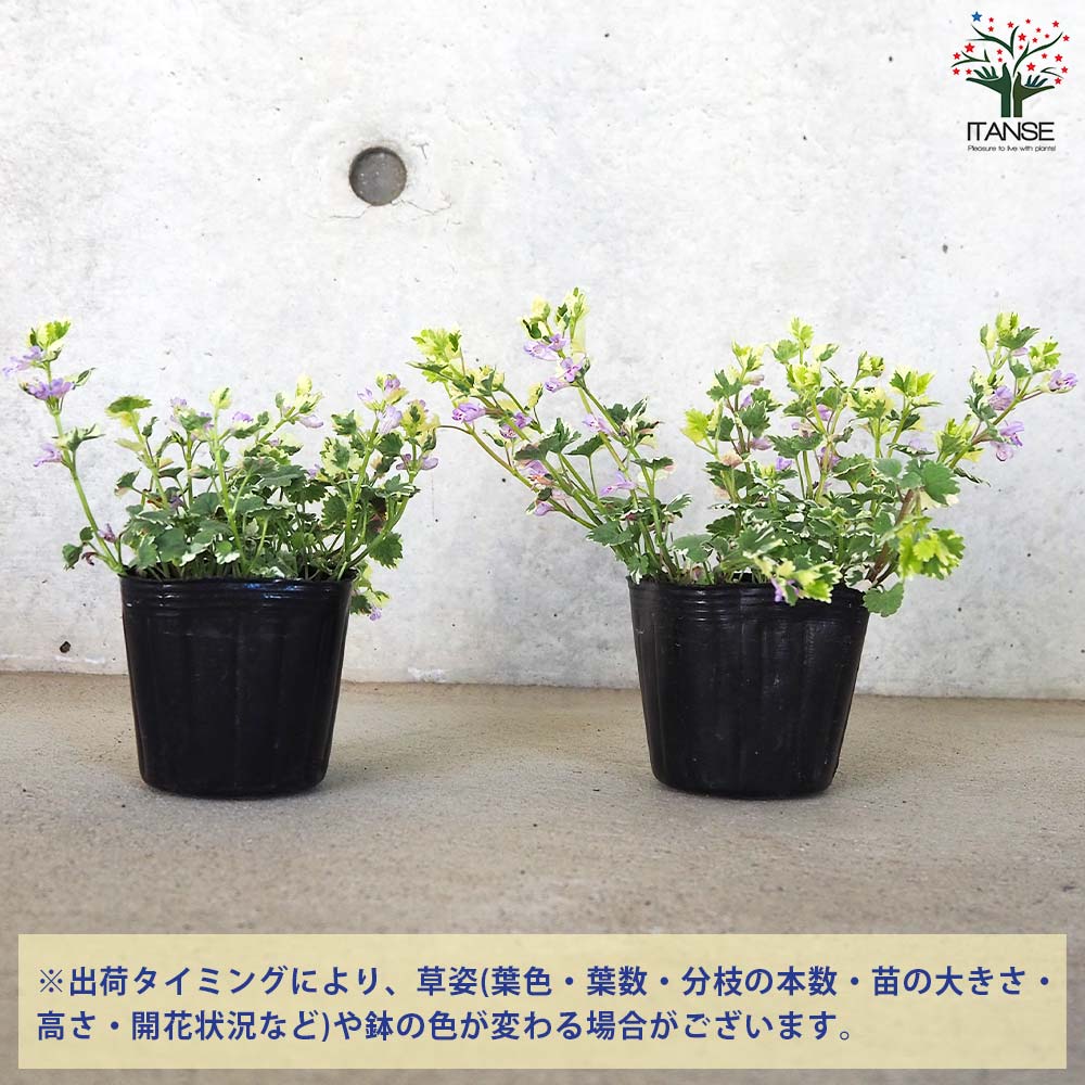 グレコマ バリエガータ【花苗 3号ポット】｜ 【植物のITANSE