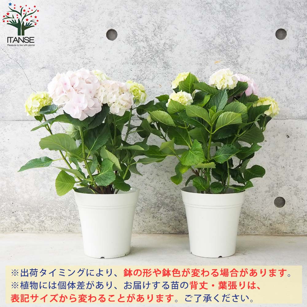アジサイ コットンキャンディ【花苗 5号鉢】｜ 【植物のITANSE