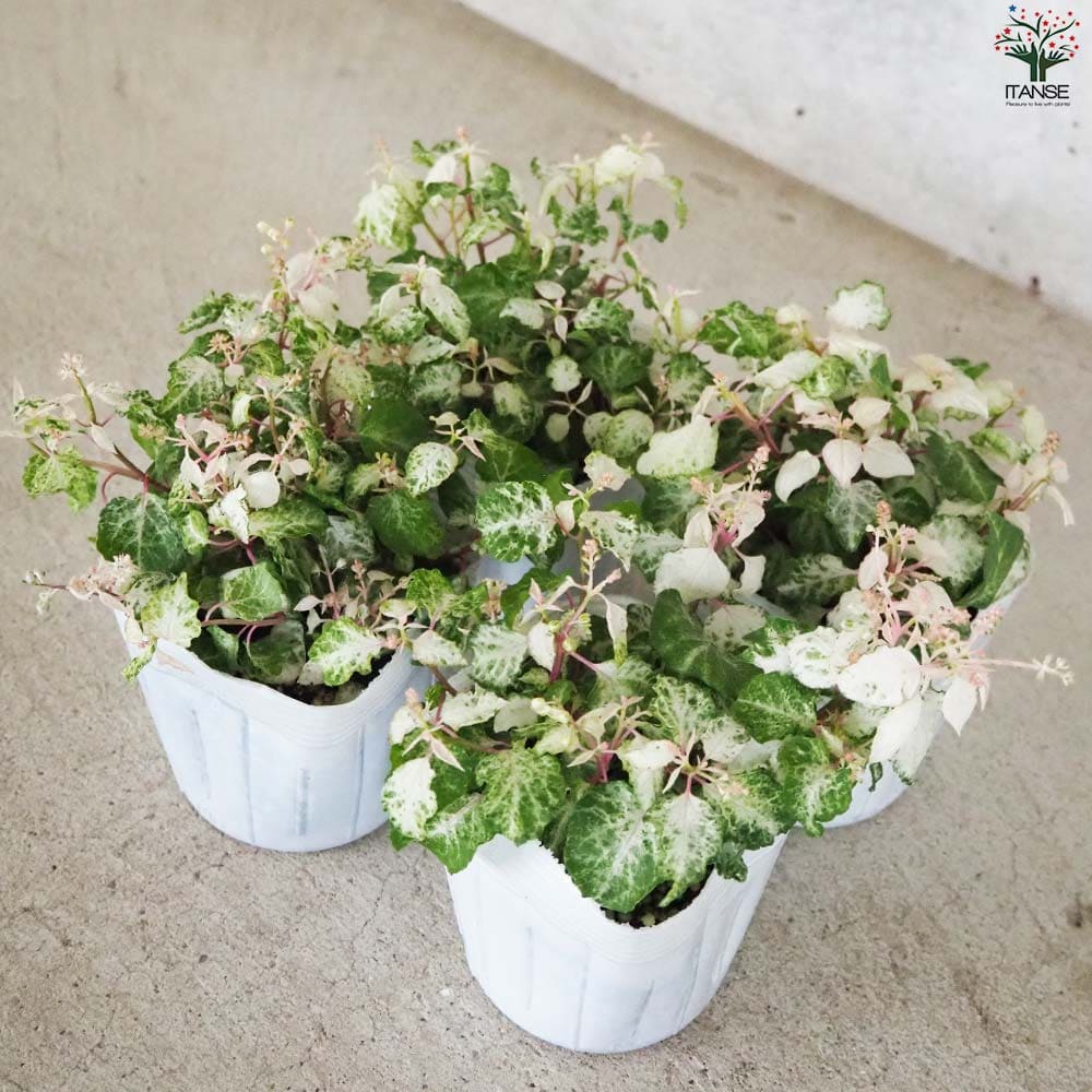 ジュズサンゴ 絣(かすり) 斑入り【花苗 3.5号】| 【植物の ジュズサンゴ 絣(かすり) 斑入り【花苗 3.5号】| 【植物の