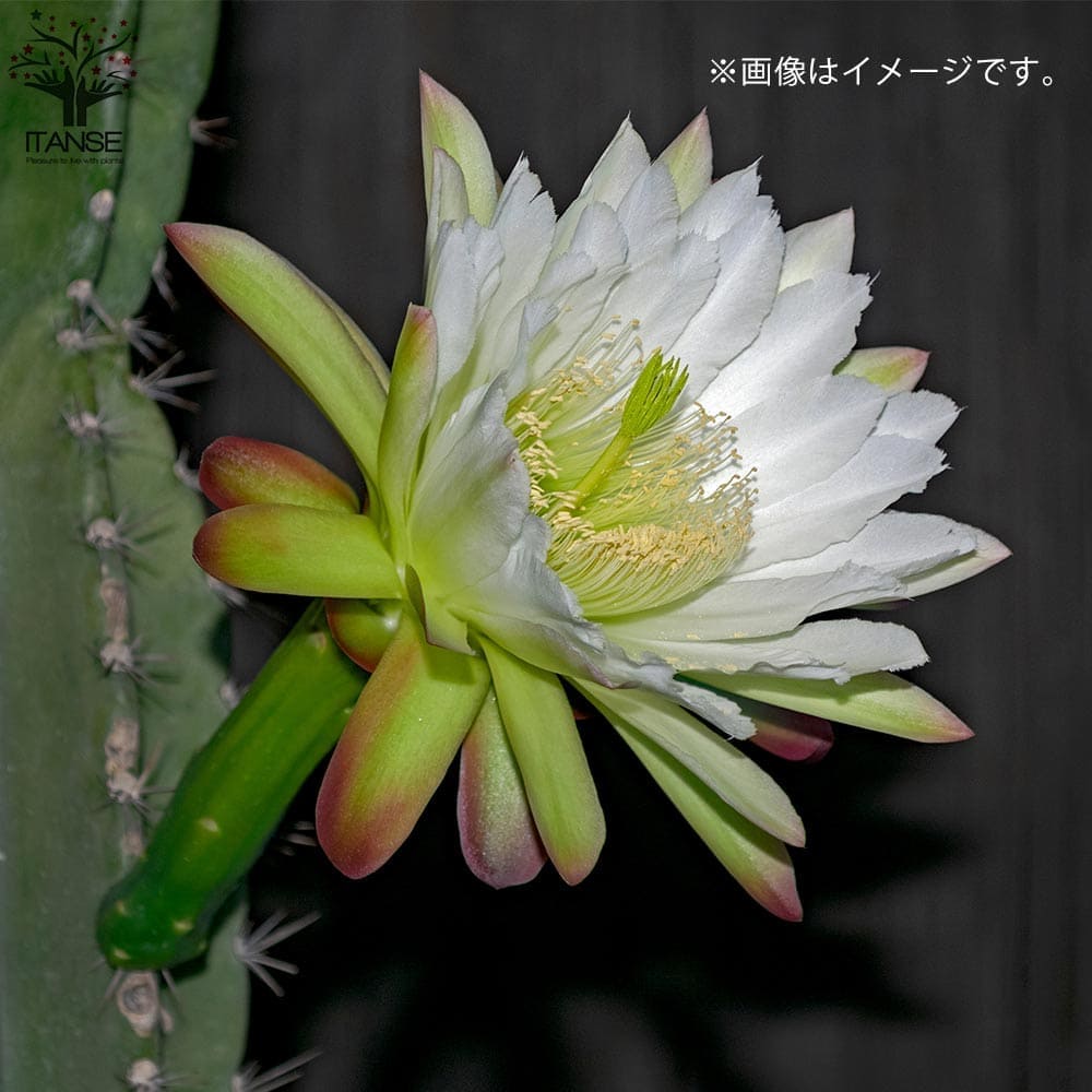 柱サボテン 鬼面閣(キメンカク)【観葉植物 4.5号鉢】｜ 【植物の