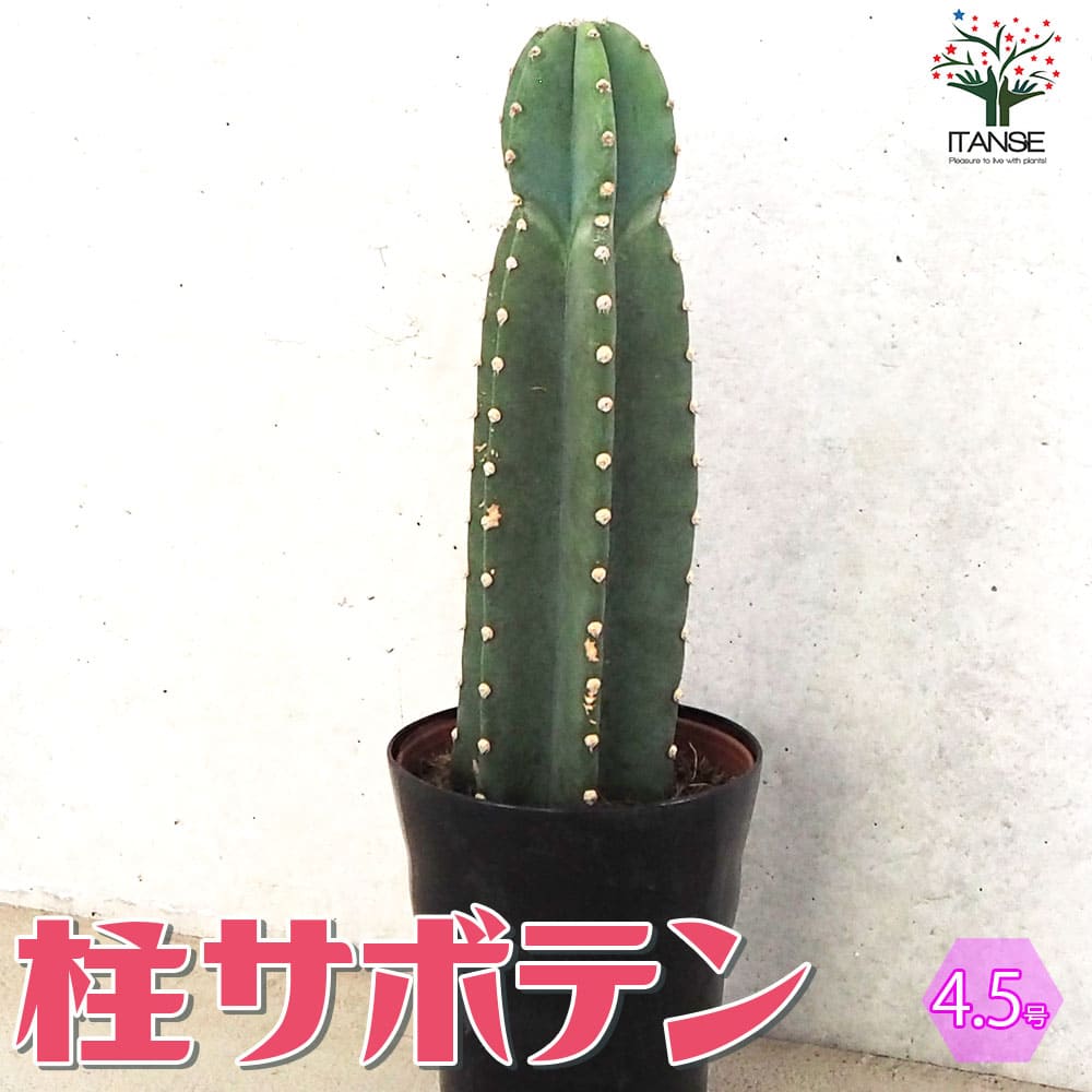 柱サボテン 3本仕立 ハシラサボテン　キメンカク 8号鉢 Amazon.co.jp: 柱サボテン ブランチ 8号 ハシラサボテン 多肉