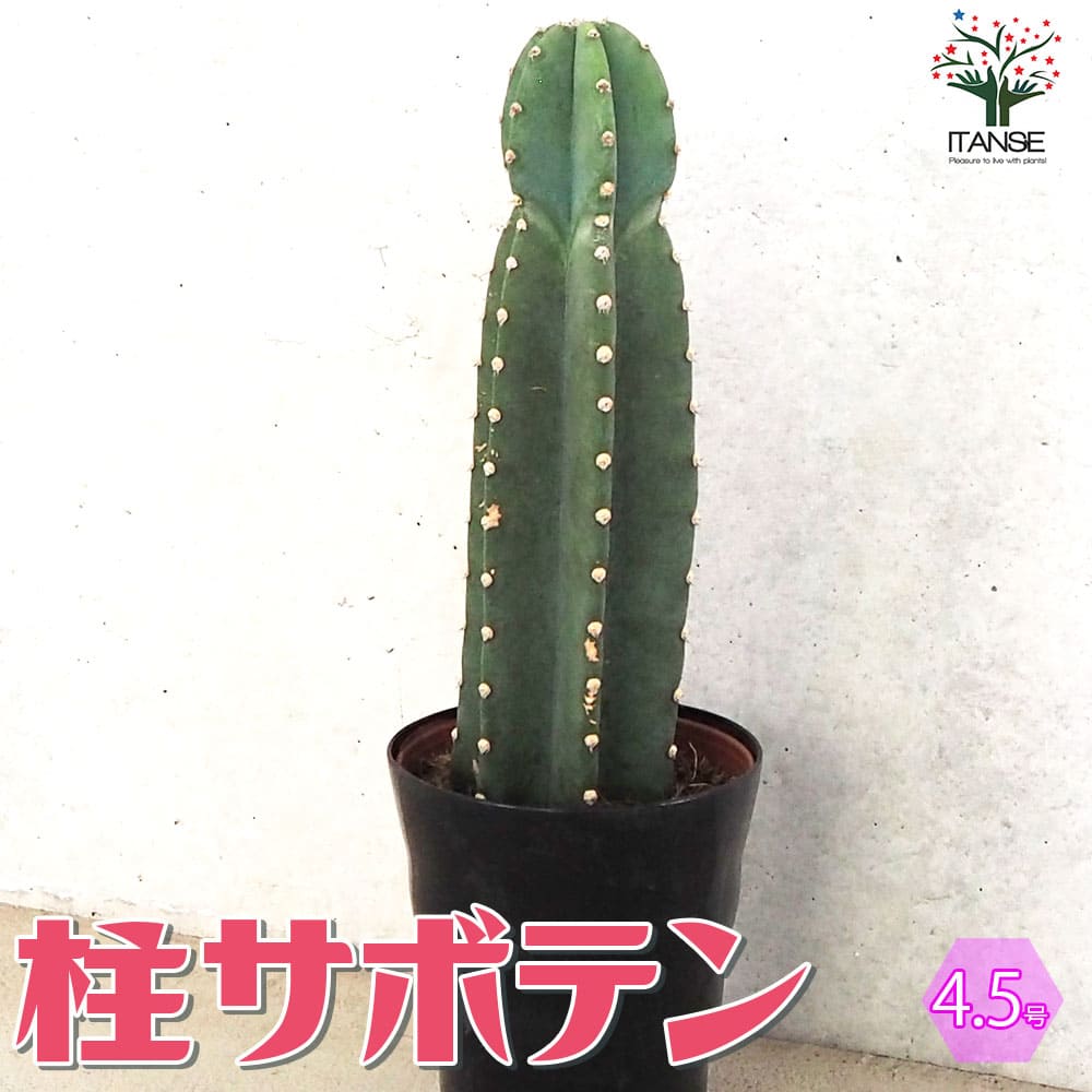 柱サボテン 鬼面閣(キメンカク)【観葉植物 4.5号鉢】