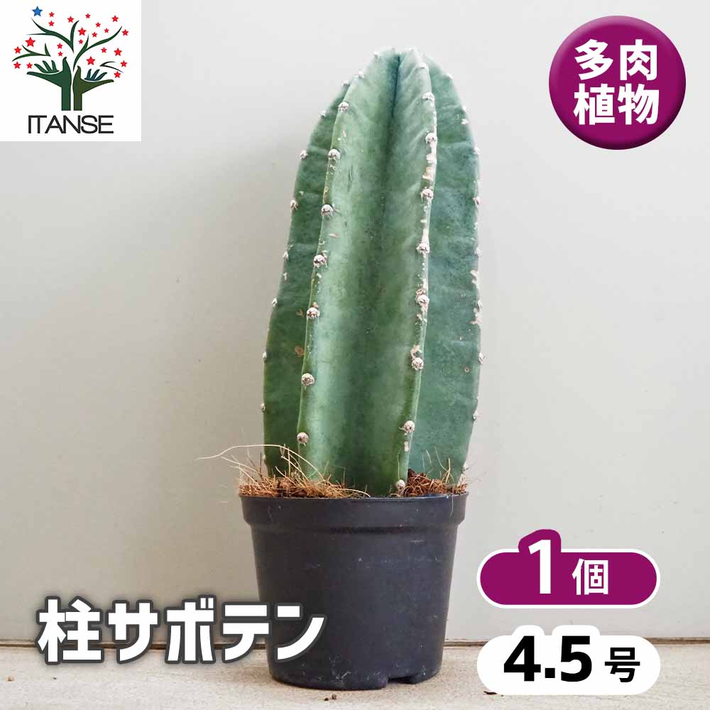 柱サボテン 鬼面閣(キメンカク)【観葉植物 4.5号鉢】｜ 【植物の