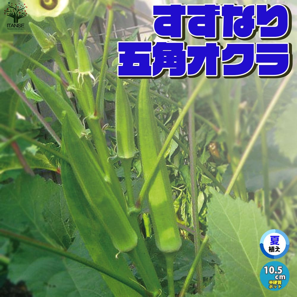 オクラ苗 夏植え五角オクラ4個～【野菜苗 9cmポット実生苗】