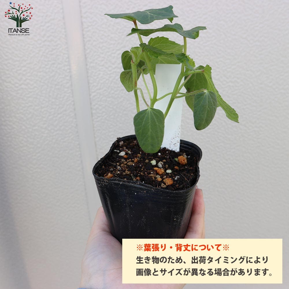 オクラ苗 夏植え五角オクラ4個～【野菜苗 9cmポット実生苗】