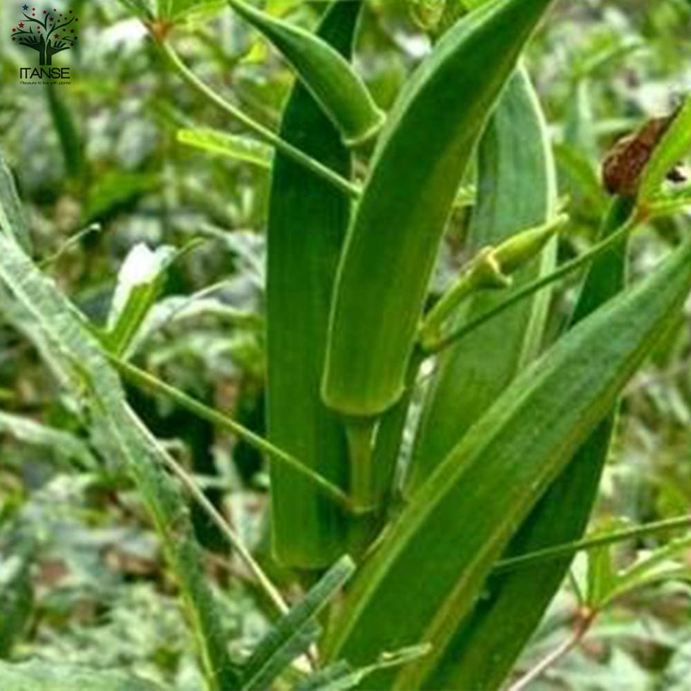 オクラ苗 夏植え五角オクラ4個～【野菜苗 9cmポット実生苗】