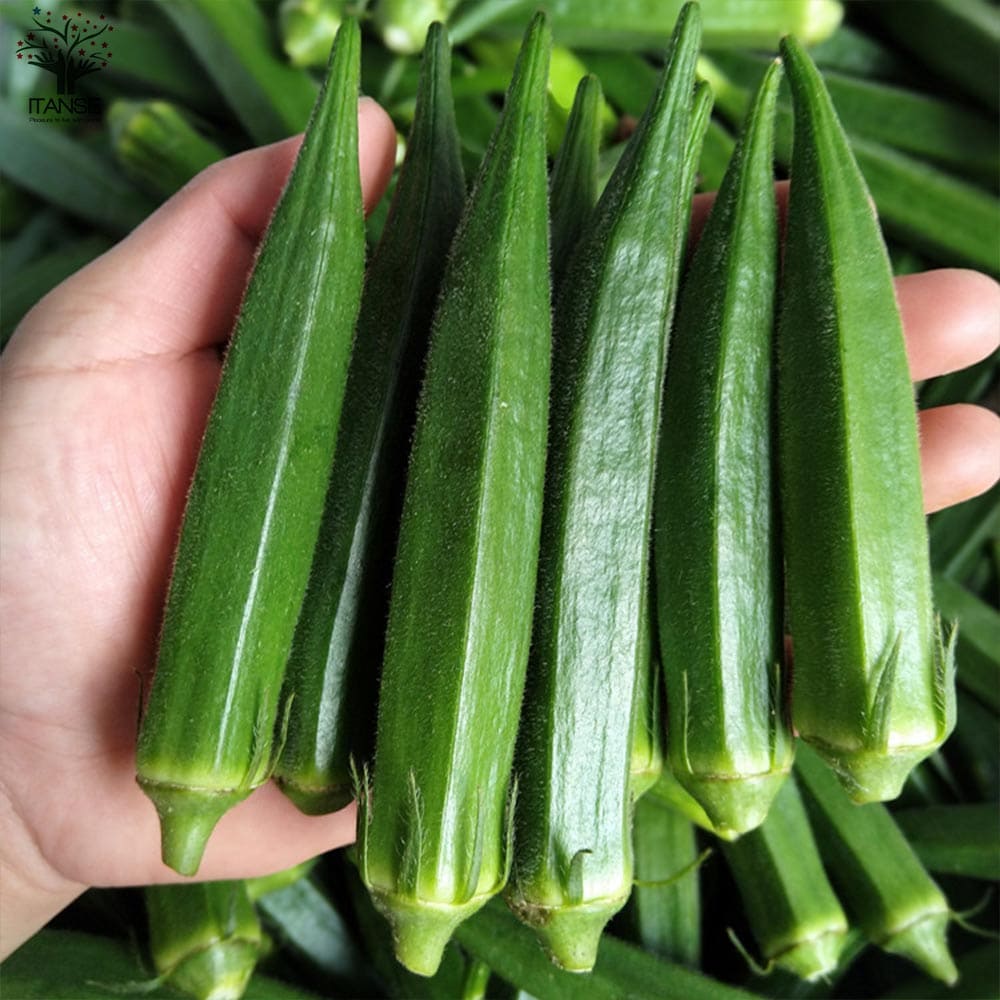 オクラ苗 夏植え五角オクラ4個～【野菜苗 9cmポット実生苗】