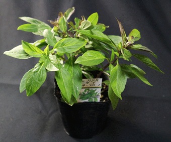 「タイバジル」 【品種で選べるハーブ苗9cmポット／3個セット】