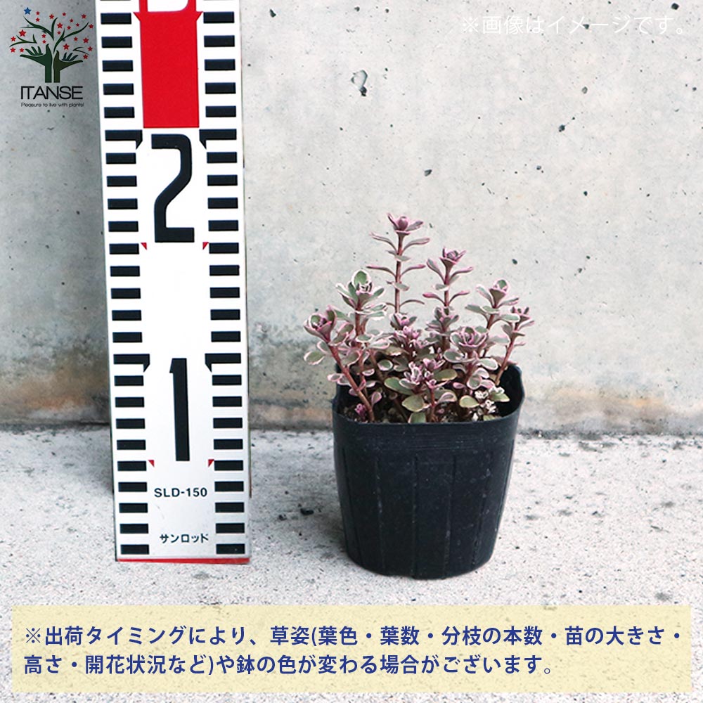セダム コーカサスキリンソウ・トリカラー 【多肉植物 3号ポット苗 グランドカバー苗】
