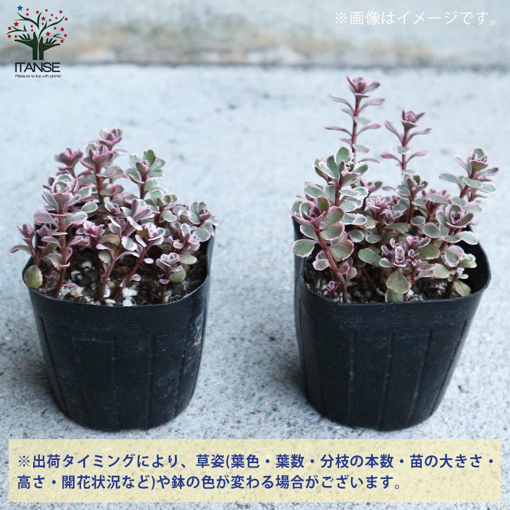 セダム コーカサスキリンソウ・トリカラー 【多肉植物 3号ポット