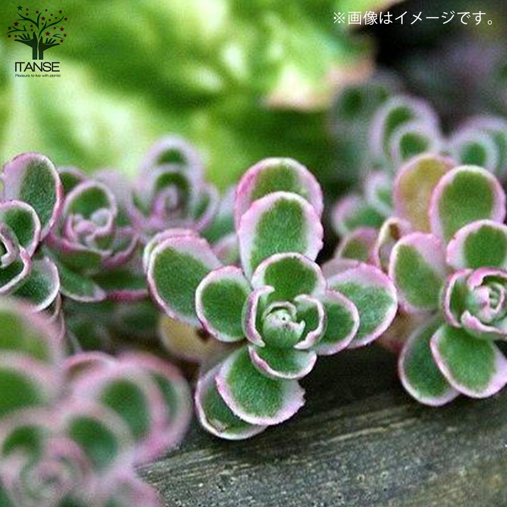 セダム コーカサスキリンソウ・トリカラー 【多肉植物 3号ポット