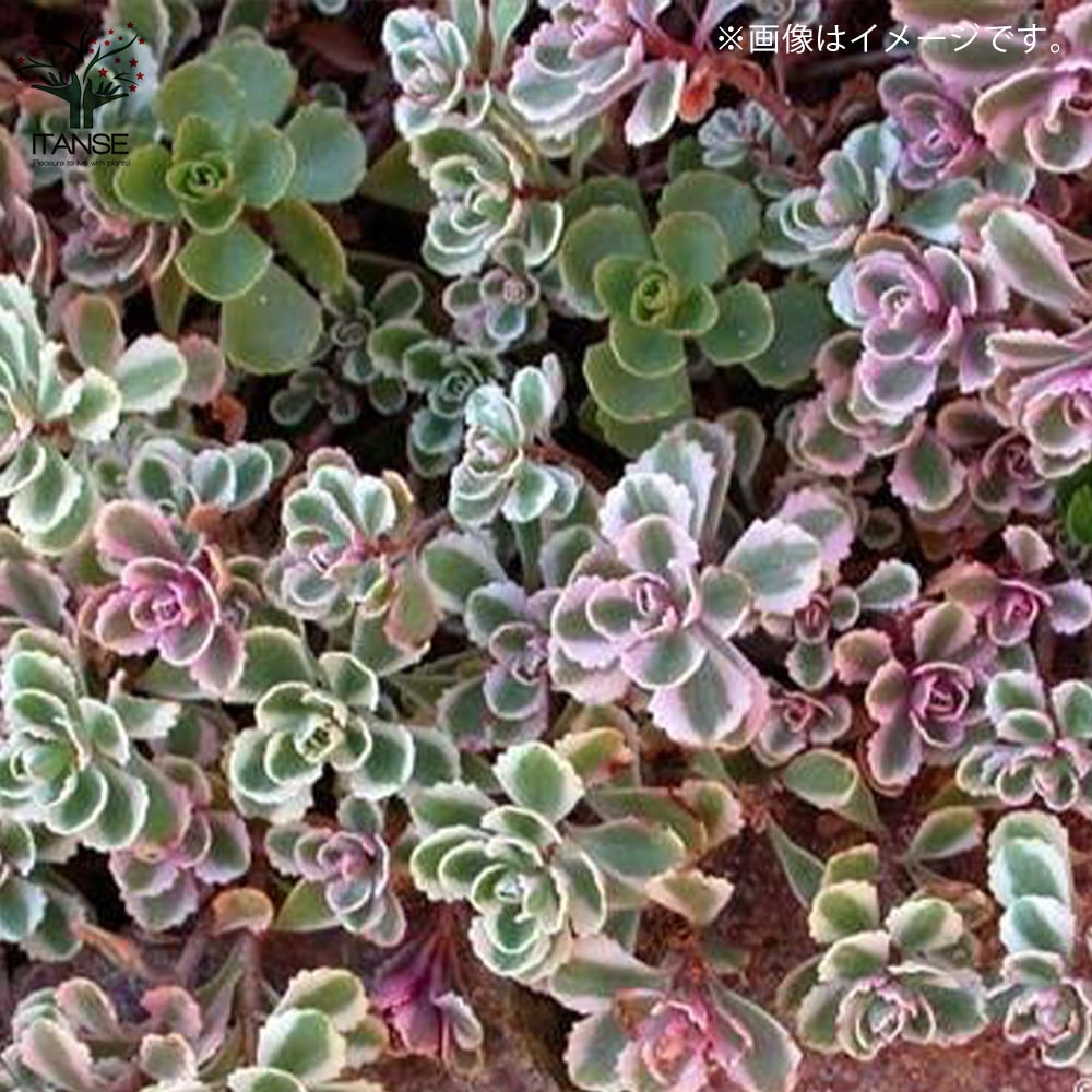 セダム コーカサスキリンソウ・トリカラー 【多肉植物 3号ポット苗 グランドカバー苗】