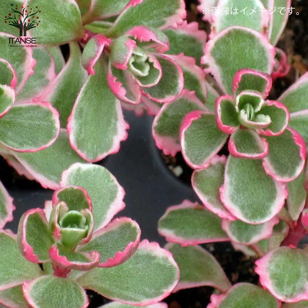 多肉植物 セダム トリカラー  抜き苗♡ 多肉植物 セダム トリカラー 抜き苗♡ 多肉植物 セダム トリカラー