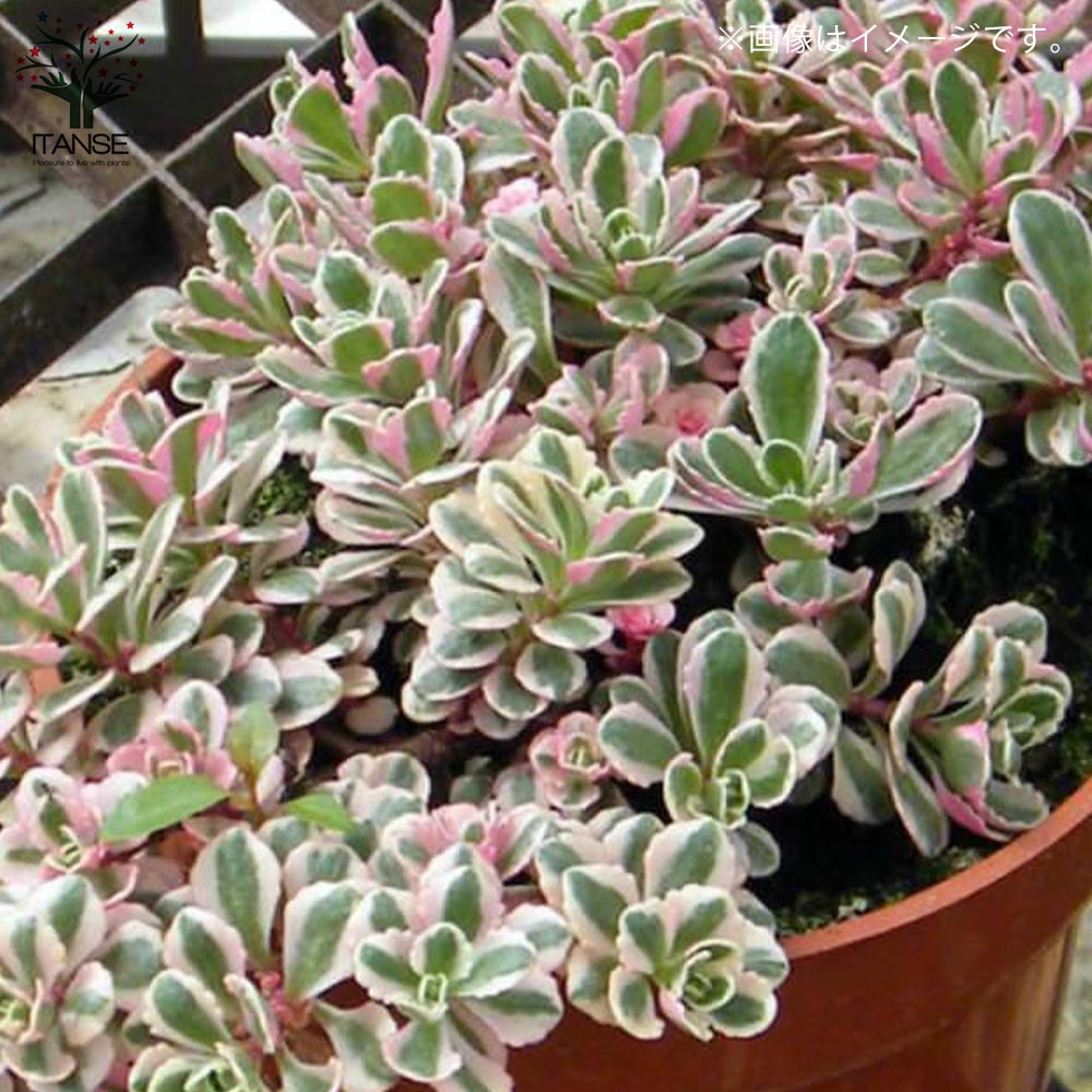 多肉植物 緑と赤のグラデーション*3 赤と緑のグラデーションが美しい！多肉植物の「夕映え」とは