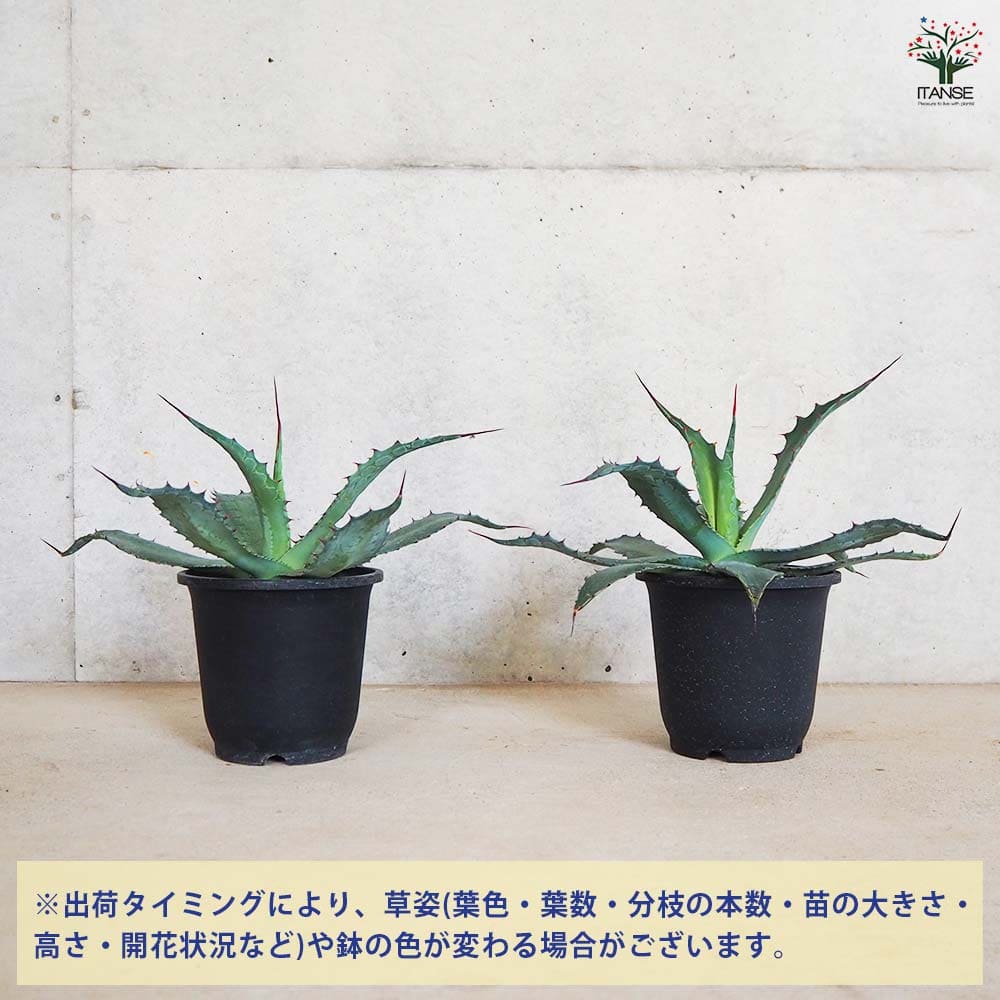 アガベ ワコマヒー 【多肉植物 5号鉢／1個売り】｜ 【植物の
