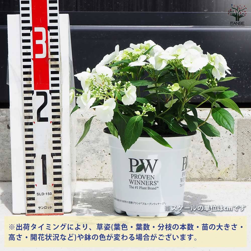 アジサイ ブライダルシャワー 【花木苗 5号鉢／1個売り】