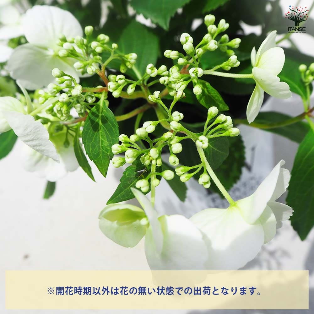 アジサイ ブライダルシャワー 【花木苗 5号鉢／1個売り】｜ 【植物の