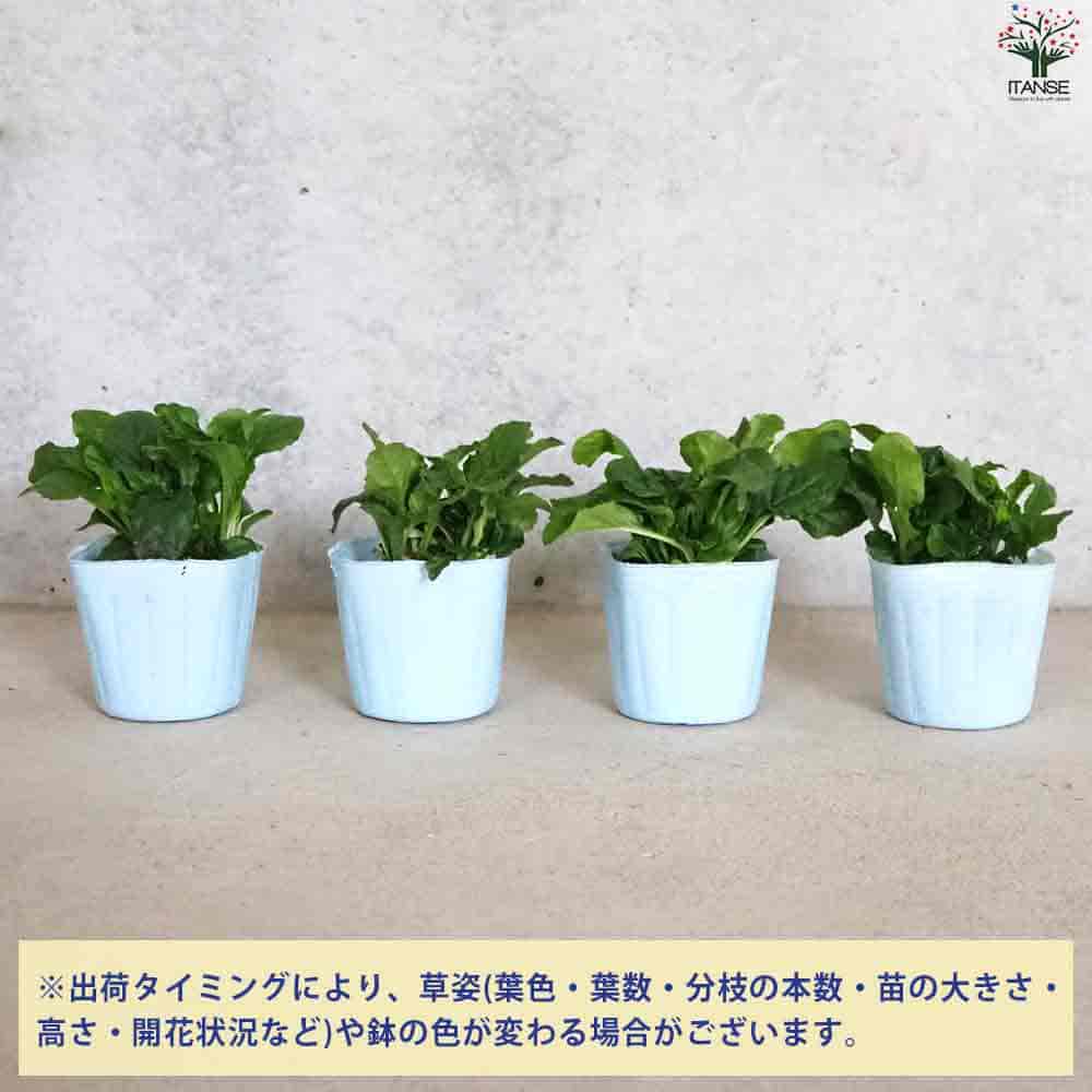 アジュガ ロゼア 【花苗 3号ポット】｜ 【植物のITANSE】全品