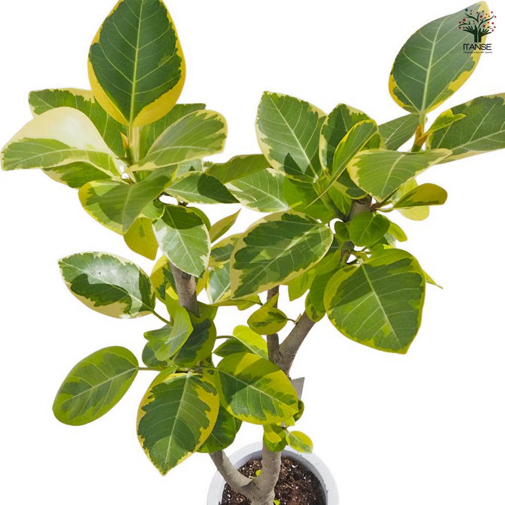 アルティシーマ ゴムの木【中型 観葉植物 8号鉢／1個】｜ 【植物の