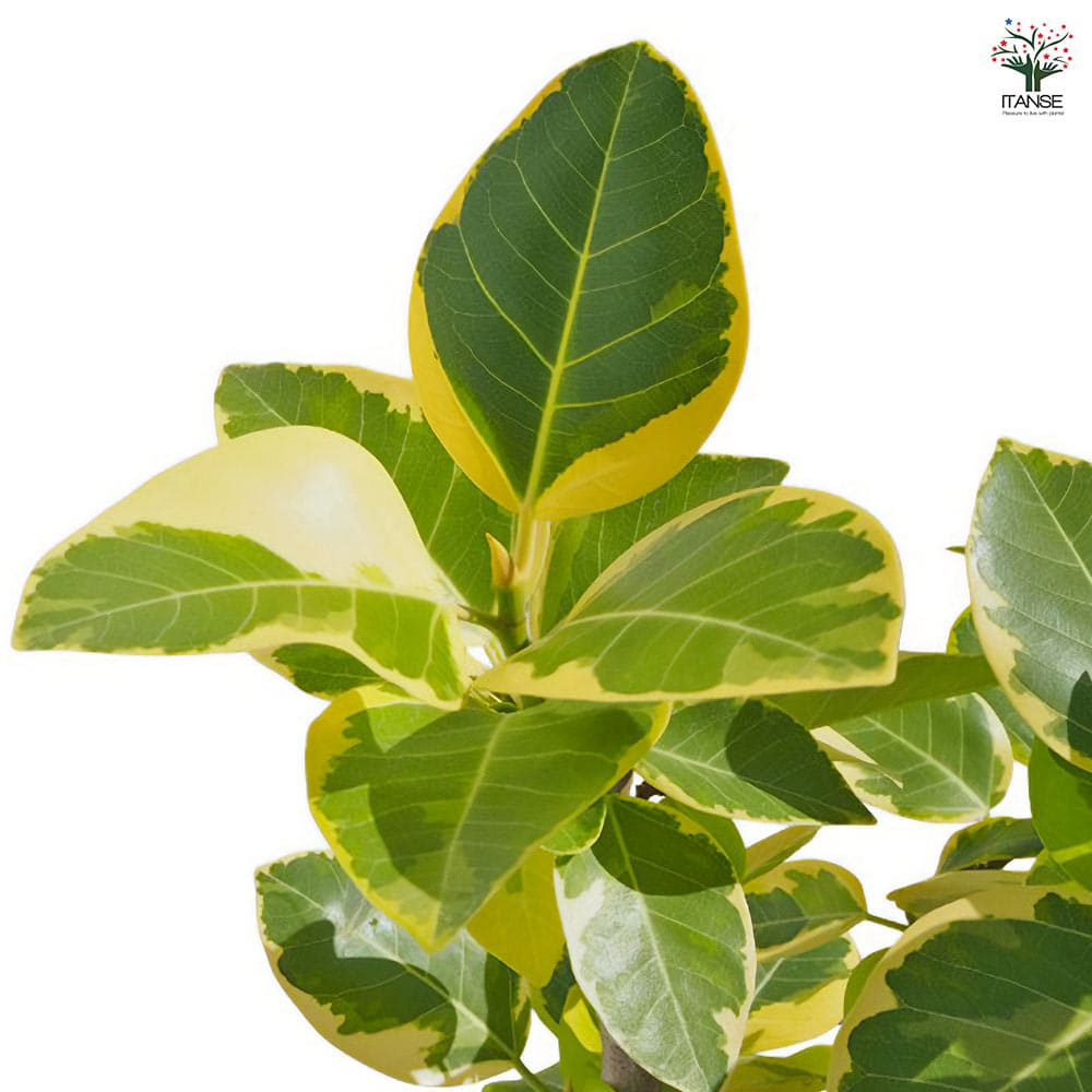 アルティシーマ ゴムの木【中型 観葉植物 8号鉢／1個】｜ 【植物の