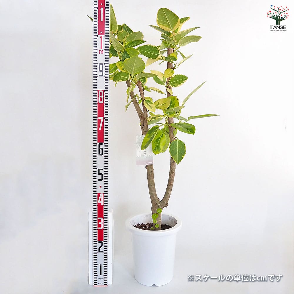 アルティシーマ ゴムの木【中型 観葉植物 8号鉢／1個】｜ 【植物の