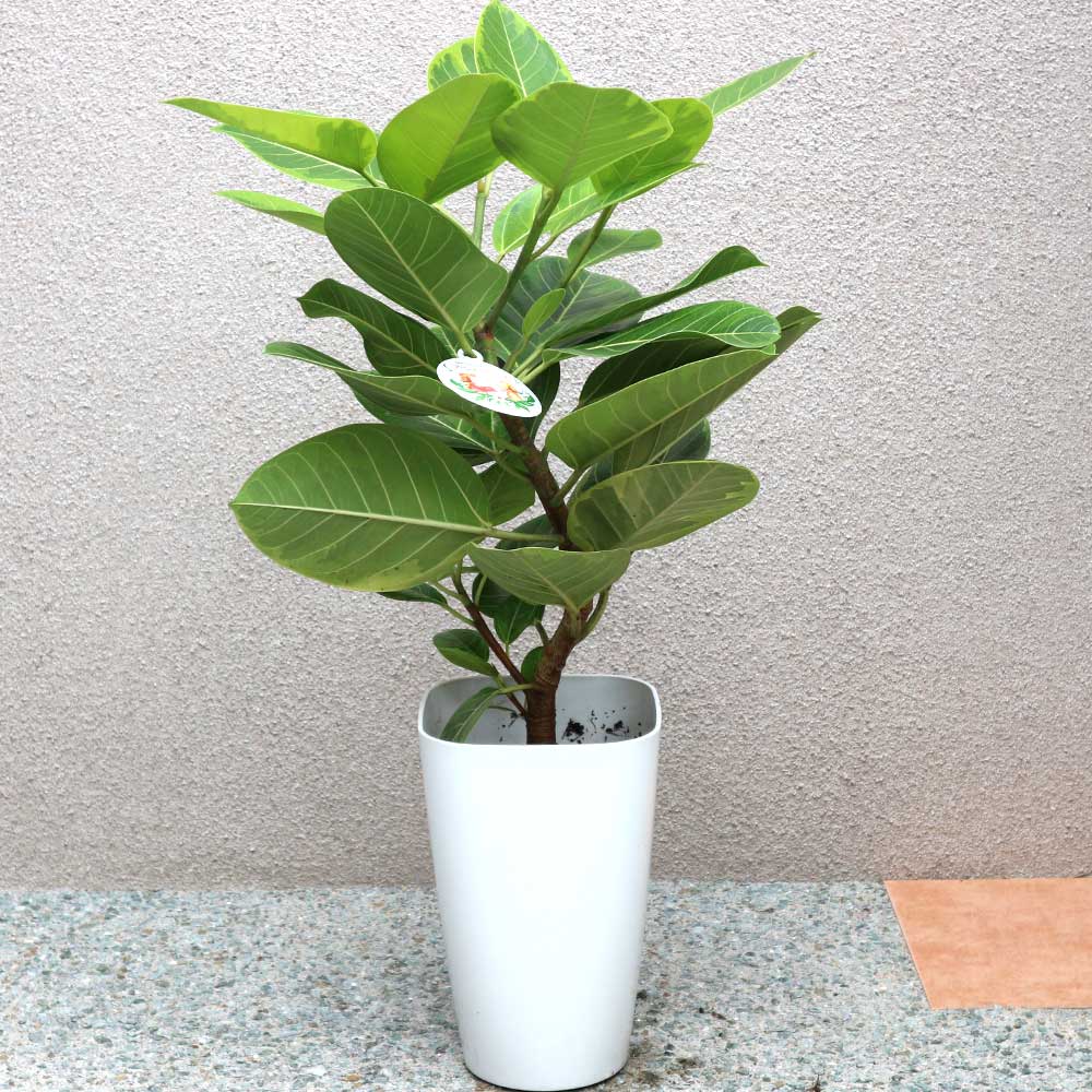 アルティシーマ ゴムの木【中型 観葉植物 8号鉢／1個】｜ 【植物の