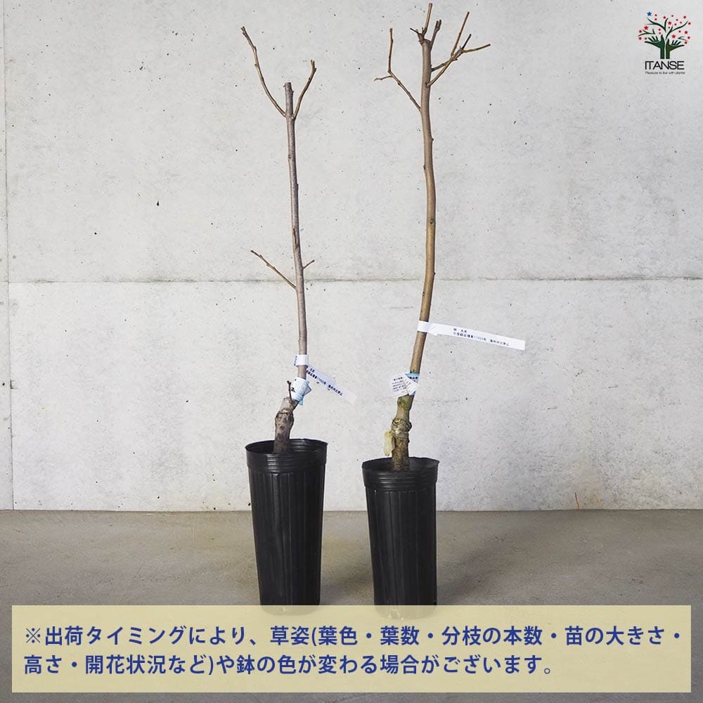 柿 太天 【果樹の苗木 4号 1年生接木苗】｜ 【植物の