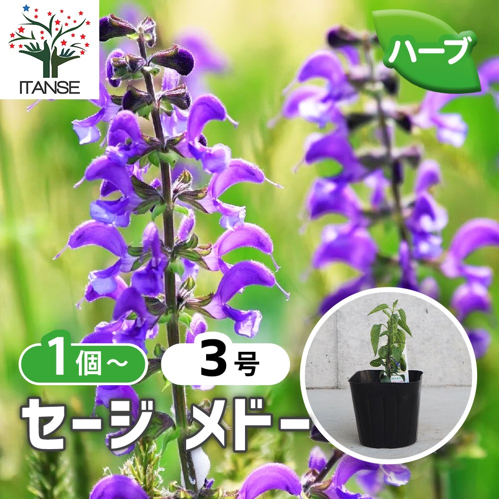 セージ メドー【ハーブ苗9cmポット／1個～】｜ 【植物のITANSE