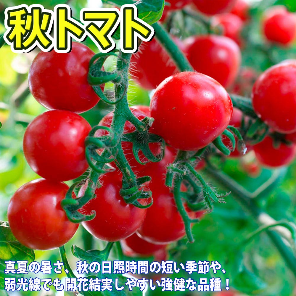 人気の秋野菜4種セット セット品種：秋トマト・秋きゅうり・秋なすび・秋ピーマン【野菜苗 9cmポット自根苗 各1個/合計4個】