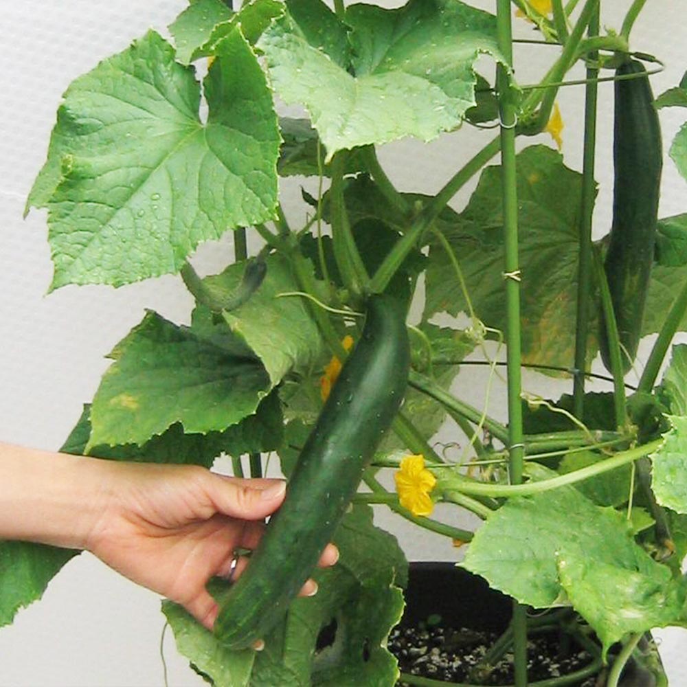 人気の秋野菜4種セット セット品種：秋トマト・秋きゅうり・秋なすび・秋ピーマン【野菜苗 9cmポット自根苗 各1個/合計4個】