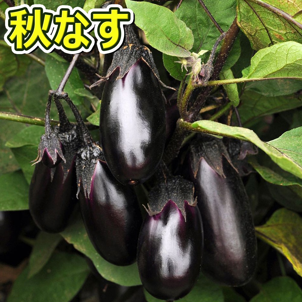 人気の秋野菜4種セット セット品種：秋トマト・秋きゅうり・秋なすび・秋ピーマン【野菜苗 9cmポット自根苗 各1個/合計4個】