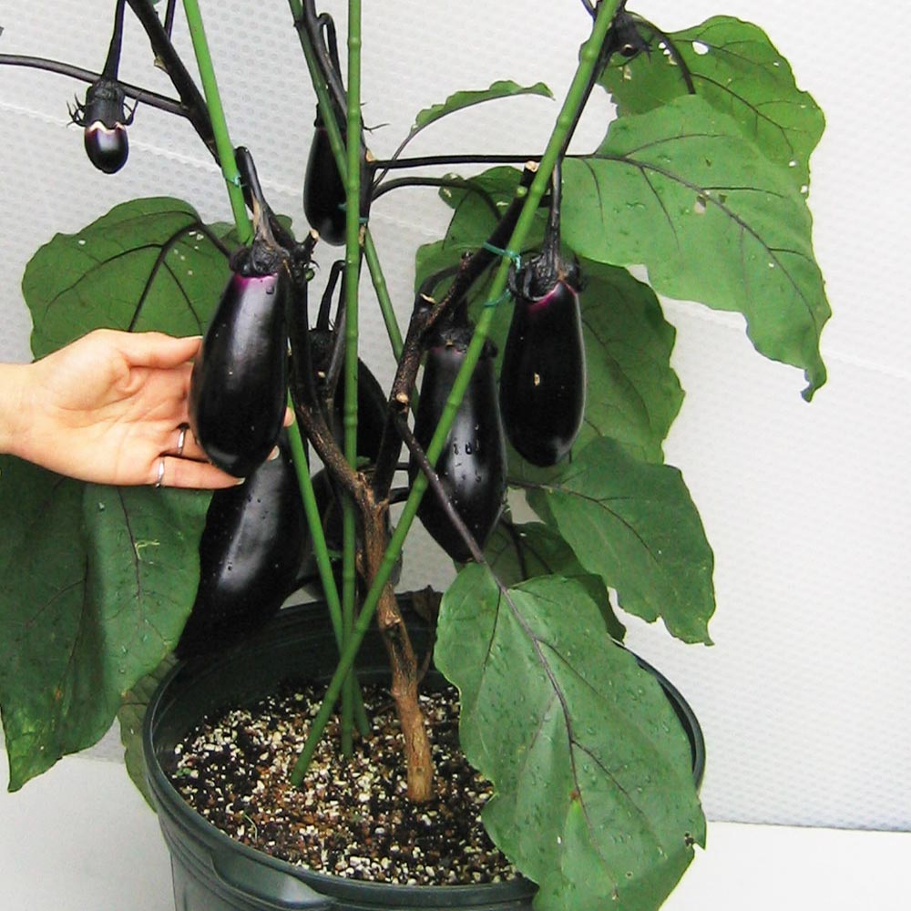 人気の秋野菜4種セット セット品種：秋トマト・秋きゅうり・秋なすび・秋ピーマン【野菜苗 9cmポット自根苗 各1個/合計4個】