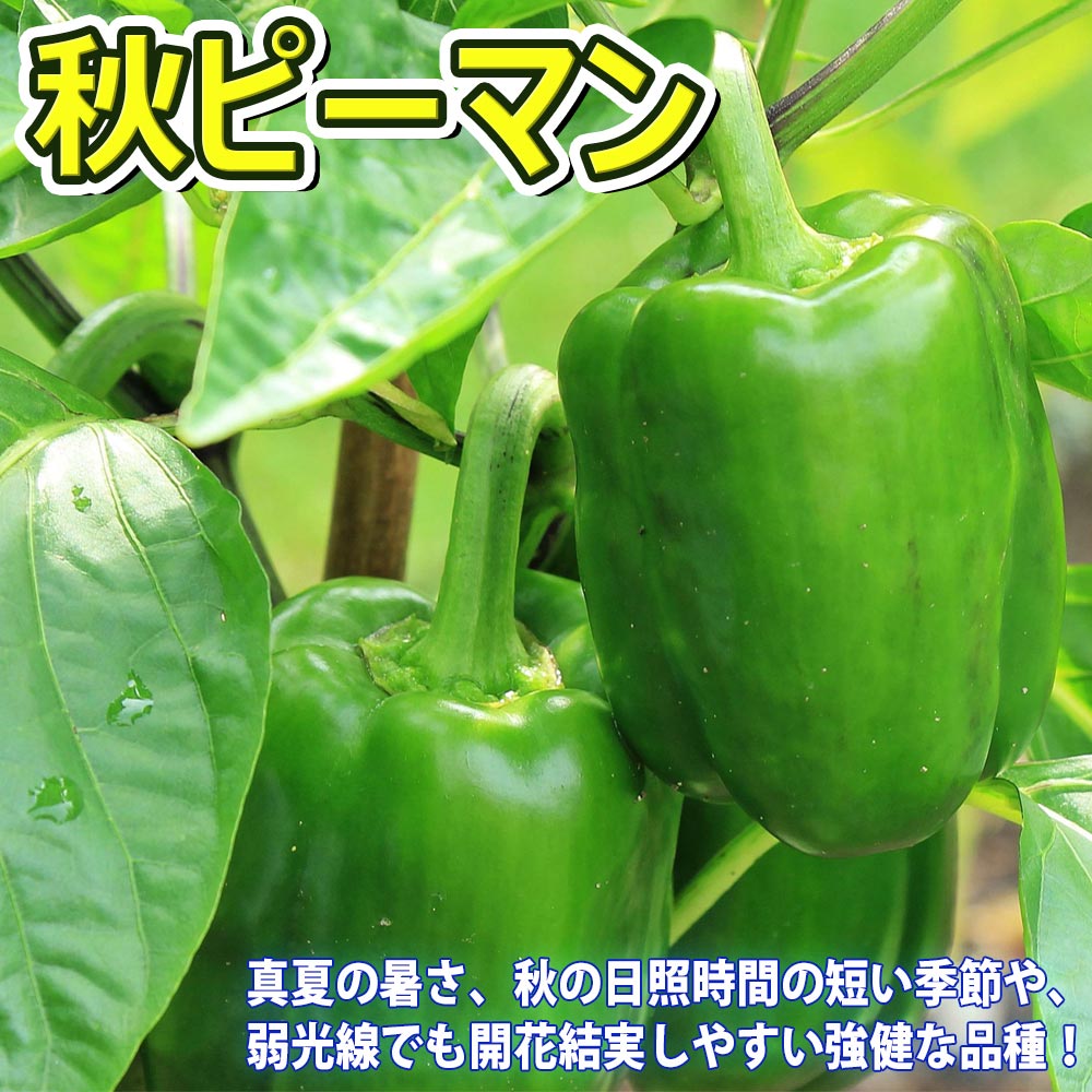 人気の秋野菜4種セット セット品種：秋トマト・秋きゅうり・秋なすび・秋ピーマン【野菜苗 9cmポット自根苗 各1個/合計4個】