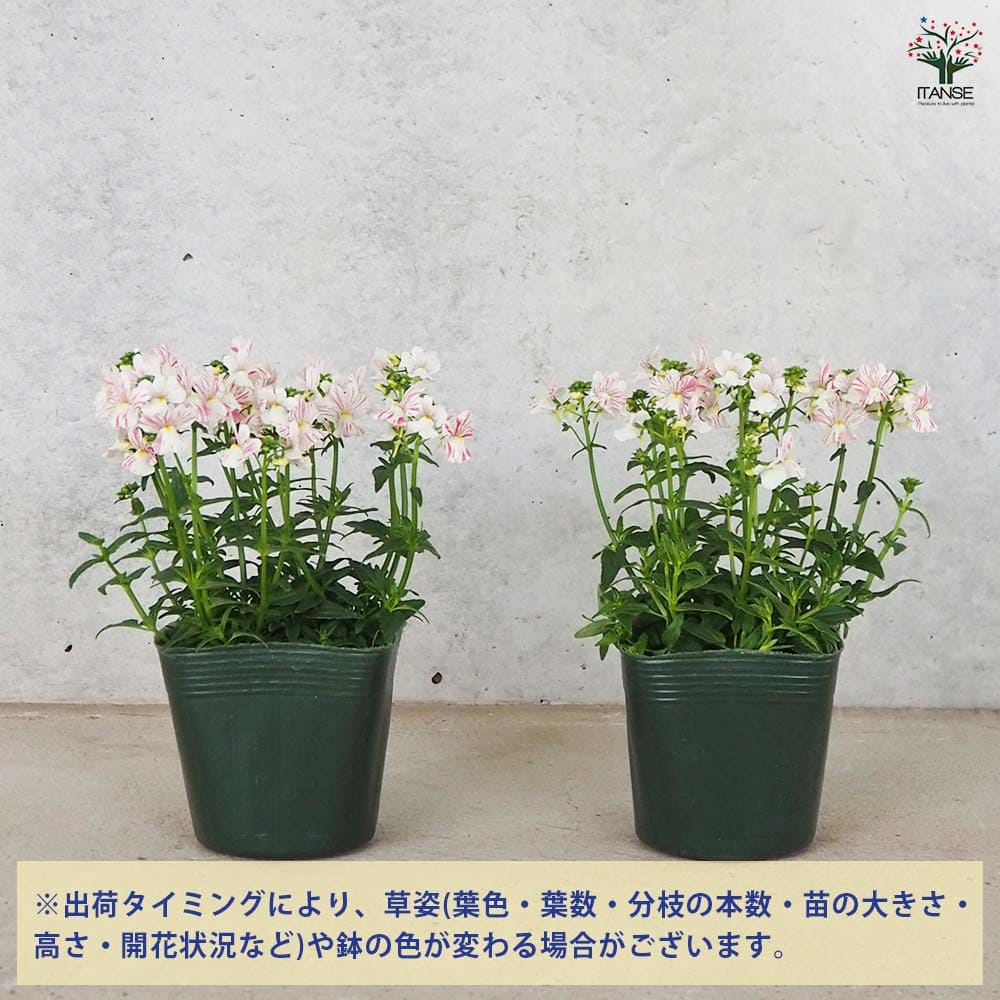 宿根ネメシア フェアリーマーブルピンク 【花苗 3.5号ポット