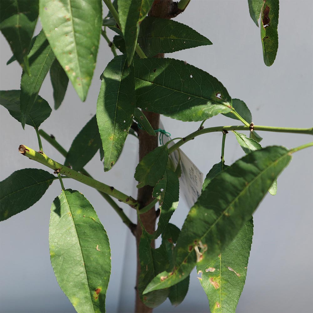 中型 落葉樹 緑の葉 庭用　アーモンド 中型 落葉樹 緑の葉 庭用 アーモンド